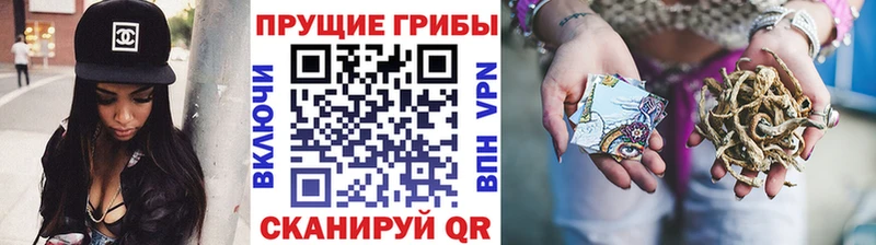 Псилоцибиновые грибы Psilocybe Тутаев