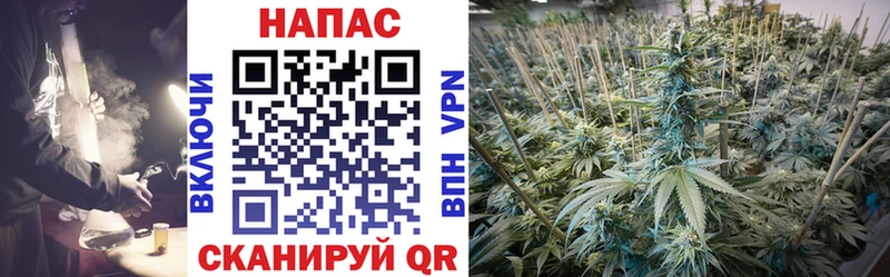 Конопля SATIVA & INDICA  Тутаев 